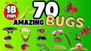 Learn Names of 70 Bugs, Insects in English for Children | Fun & Educational Learning Video