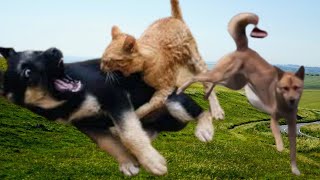 Funniest Cats and Dogs Videos 😂 New Funny Animals 😺🐶