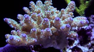 200 Gallon Reef Aquarium: April 2015