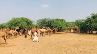 Big camels farm