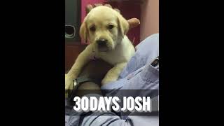 JOSH Labrador puppy 30 Days to 50 days transformation