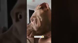 dog 🐶🐕 sleeping😴 time very funny video #dog #trending #doglovers #dogs #dogsofinsta #ytshort #short