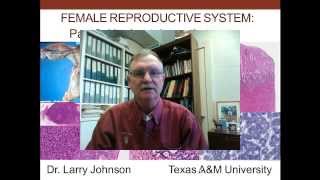 18. Medical School Histology. Female Reproductive System - Part 2 - Uterine Tube and Uterus