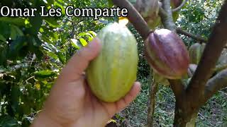 COSECHA DE CACAO HORGANICO PRIMER AÑO