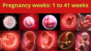 Fetal development week by week in womb | Pregnancy : Lifecycle of baby in womb.