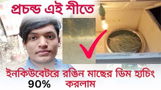 শীতের সময় ইনকিউবেটর দিয়ে রঙিন মাছের ডিম হ্যচিং করলাম || goldfish breeding || 2024 goldfish breeding