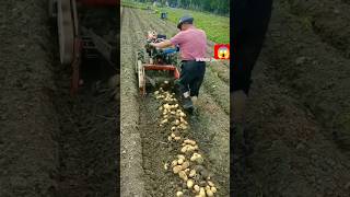 potato 🥔 #farming #vegestables #satisfying #gardening #youtubeshorts @rupasanjya 🥔😍👈