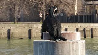 Cormoran Paris Seine Pont Austerlitz 27 janvier 2024 #mariepanic #cormoran #Paris