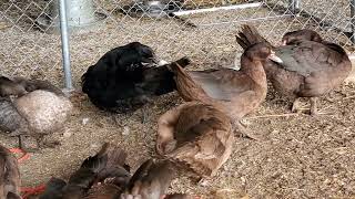 Muscovy preening party