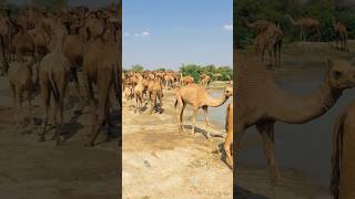 Camels at ranasar talab #shorts