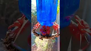 Bees attacking humming bird feeders