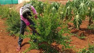 6 months Pomegranate  plants shape cutting or pruning