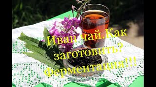 Иван чай. Как заготовить? Ферментация!!!