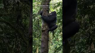 Silverback Mountain gorilla climbing a tree (Do gorillas climb trees)02- Gorilla trekking safari#ads