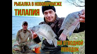 Тилапия на отводной поводок. Рыбалка в Нововоронеже с ночевкой