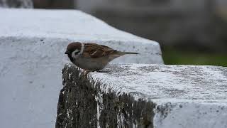 Eurasian tree sparrow, Tenzing Village, Arunachal Pradesh, March 2024