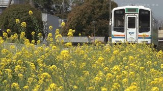 天竜浜名湖鉄道　菜の花と天浜線【2018年】