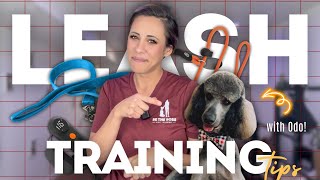 How to Leash Train a Dog - No Pulling!