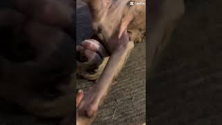 #viral #viralvideo #puppy #viralshorts #viral #fool #action #funny