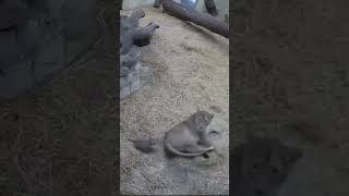 little lion cub scared its mom..😂 #shorts #animals