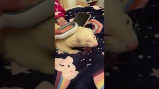 ferret spa asmr☁️💕 #ferret #petlover #cutepets