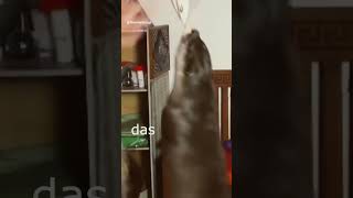 Die Dawgs am rotieren #lustig #witzig #funny #tiere #animals #meme #lachen #happy #otter