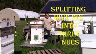 Splitting Hive Six  into Three Nucs