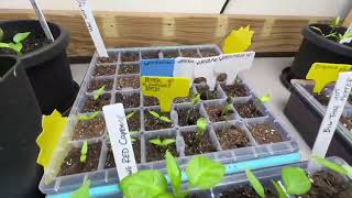 Growing Season 2024 - Update! #Garden #veggies