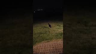 Greg chases deer in the dark.