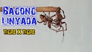 Ang bagong panlaban natin langaran Lines: Tigre sa Tigre