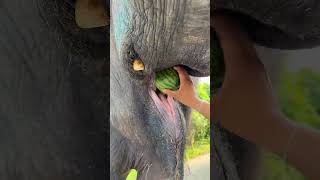 Small watermelons are better to eat one at a time, so as not to waste any. Elephants eat waterme