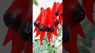 Sturt desert pea | Swainsona Formosa #beautiful #flowers #desert #pea #unique #plants