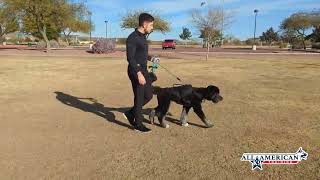 Bernedoodle Trainers Phoenix I Dog Training Arizona I Dog Training Bernedoodle I All-American K-9