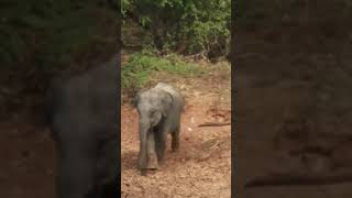 YALA NATIONAL PARK WILDLIFE SIGHTINGS: Baby Elephant #elephants #wildliving