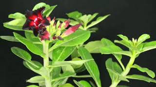 Adenium 'burgundy sunrise' flower time lapse. Desert rose. Succulent flowers