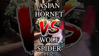 WE CAUGHT ASIAN HORNETS ON OUR MOTORCYCLE TRIP 😱 PART 2 #shorts #hornets #spider #viral