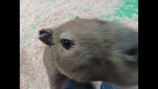 Debbie Doolittle's -  Bowser the porcupine and the baby Capybaras