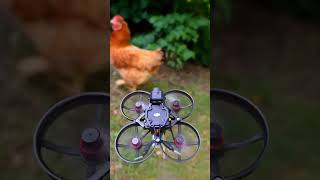 Would you chase chicken with the Mobula8?#happymodel #mobula8 #chicken #fpv #drone