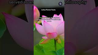 Lotus Flower Facts #shorts #facts #lotus