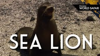 Galapagos Sea Lions Are Amazing Creatures!