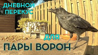 ЧЁРНЫЕ ЛАКОМКИ 🥚😋 #crow #ворона #животные #наблюдение