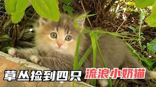 救了四隻小流浪貓，最可愛那隻又菜又愛玩。