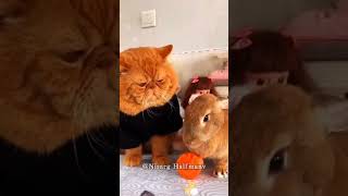 У кота депрессия 🥲#funny #funnyvideo #funnyshorts#funnymemes #funnymoments#funnycomedy #funnyanimals