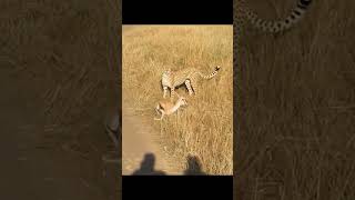 #cheetah #animals #wildlife #nature #wildanimals #deer #cub ❤️❤️