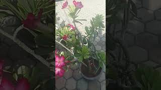 Bunga jamboja jepang #reviewtanaman #rosakapan #plants #garden