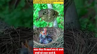 #respect #mom #parenting #love #birds #shortfeed #emotional #nature #sadstatus