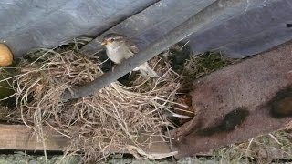 Baby sparrow takes its first steps from its nest.