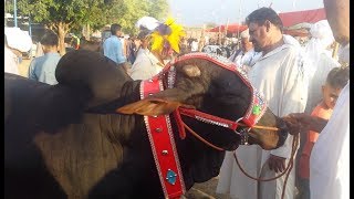 Qurbani ke janwar Kharian mandi