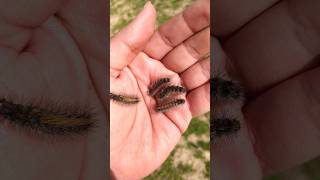 Woolly Worms #amaazon