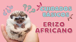 CUIDADOS  BÁSICOS en ERIZO AFRICANO 🦔✨ | Ve este video ANTES de tener un ericito 🦔